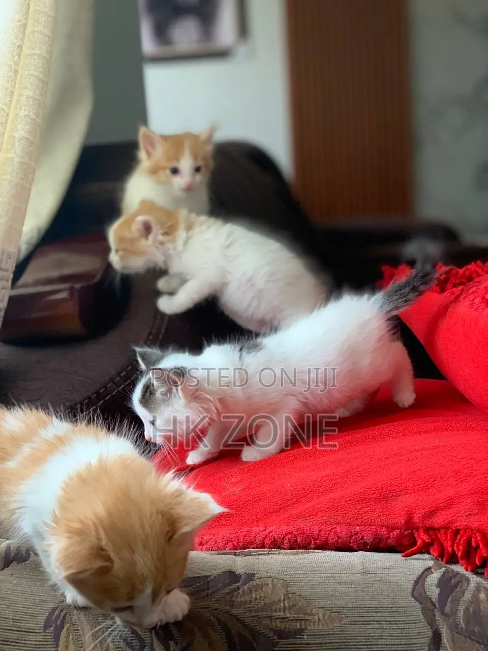 1-3 months Female Mixed Breed Norwegian Forest