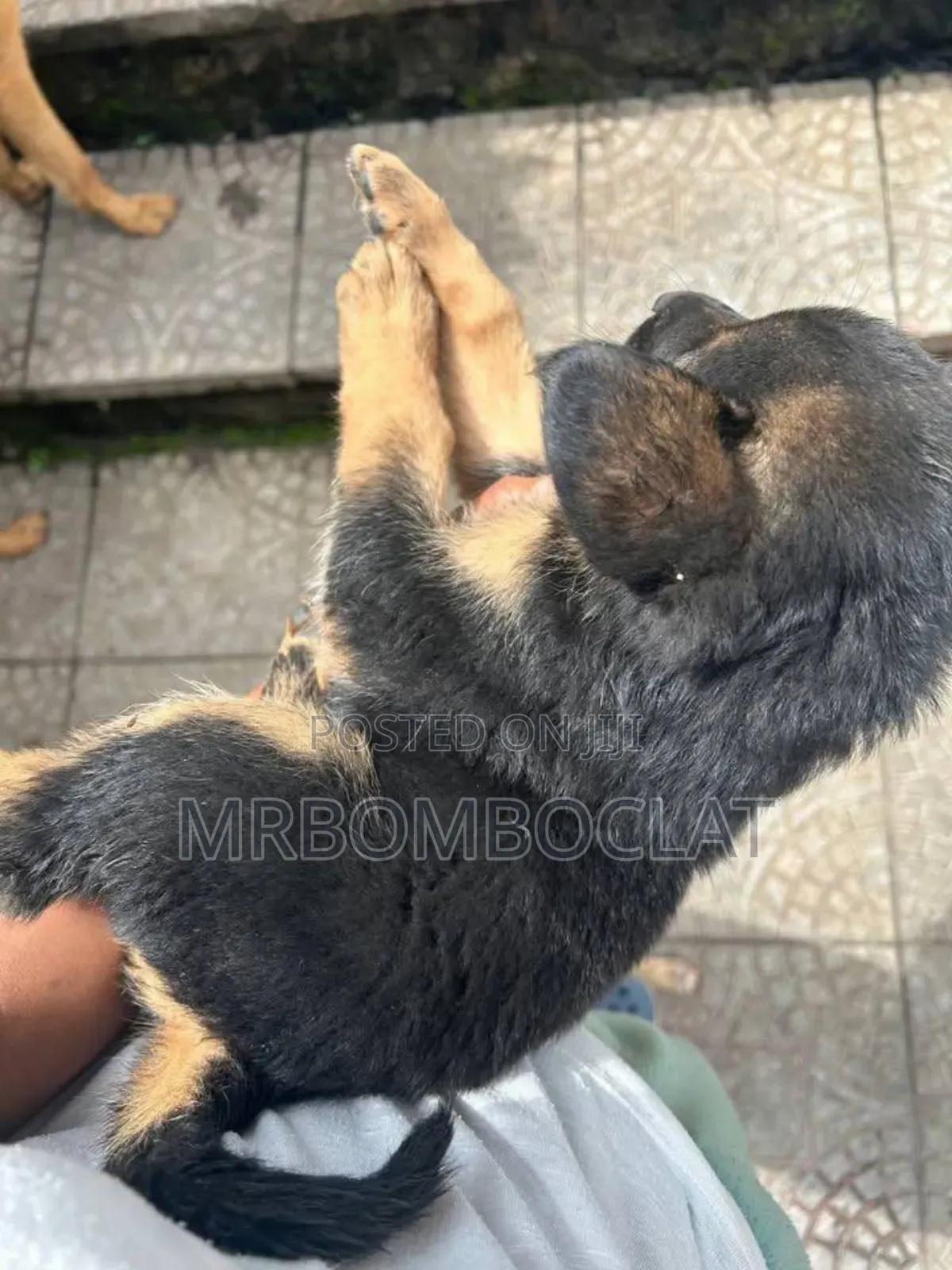 1-3 months Female Purebred German Shepherd