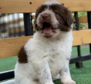 1-3 months Male Mixed Breed Maltese