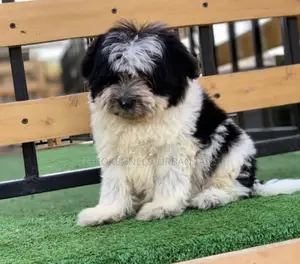 1-3 months Male Mixed Breed Maltese