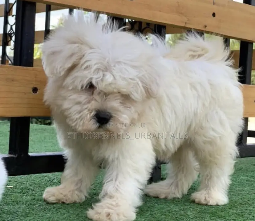 1-3 months Female Purebred Maltese