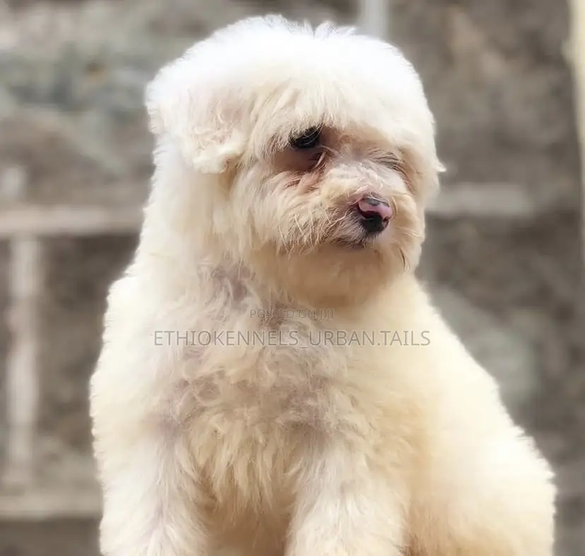 1-3 months Female Purebred Maltese