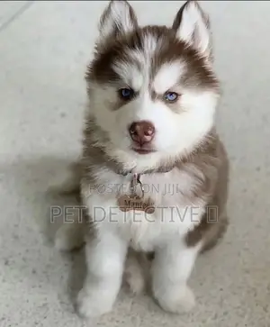Photo - 1-3 months Male Purebred Siberian Husky