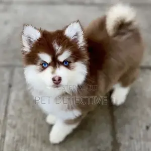 Photo - 1-3 months Male Purebred Siberian Husky