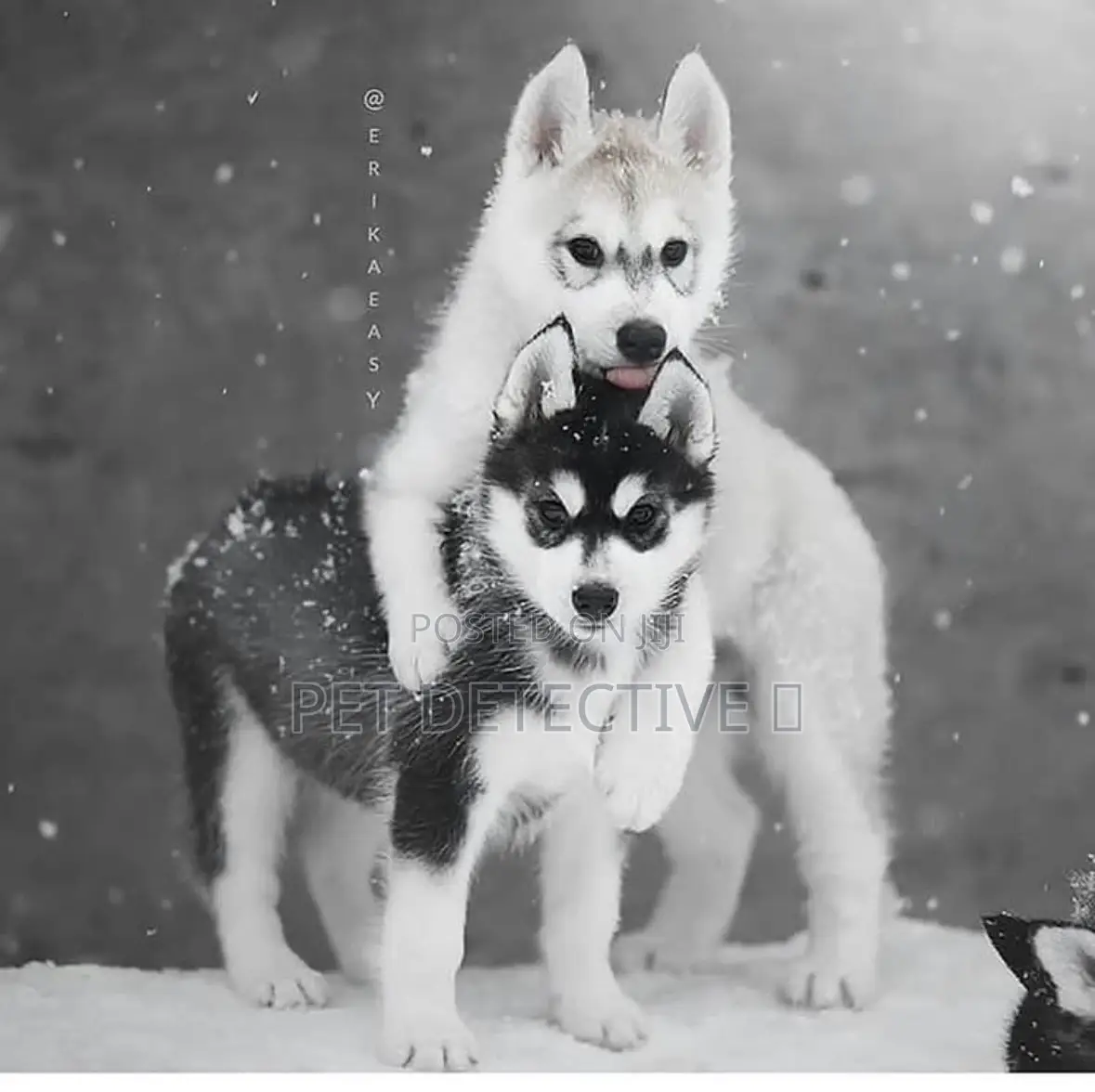 1-3 months Male Purebred Siberian Husky