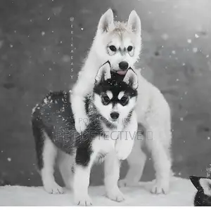 Photo - 1-3 months Male Purebred Siberian Husky