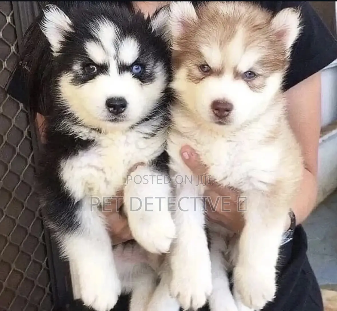 1-3 months Male Purebred Siberian Husky