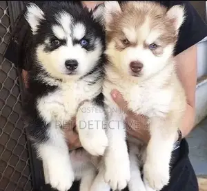 Photo - 1-3 months Male Purebred Siberian Husky