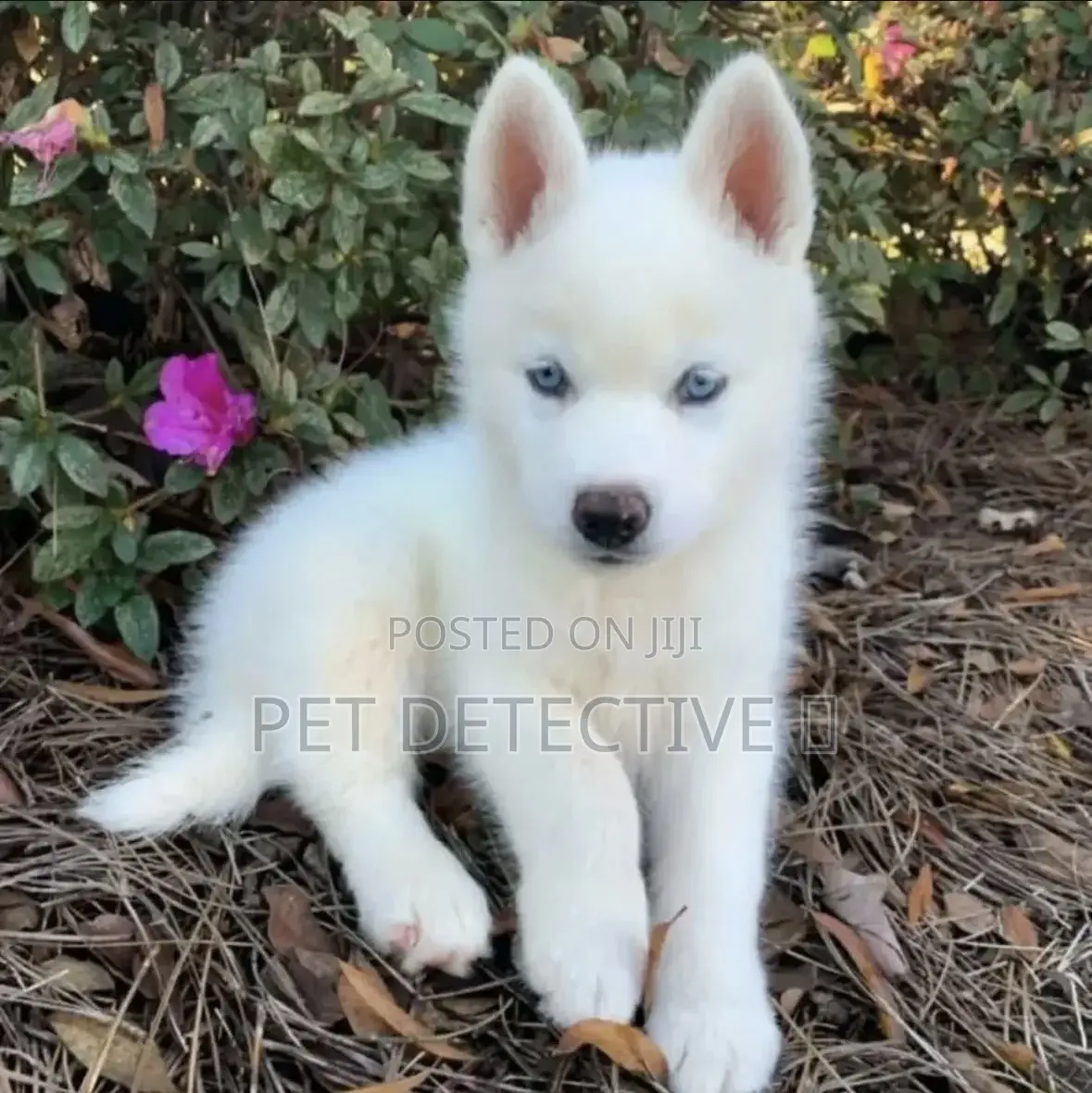 1-3 months Male Purebred Siberian Husky