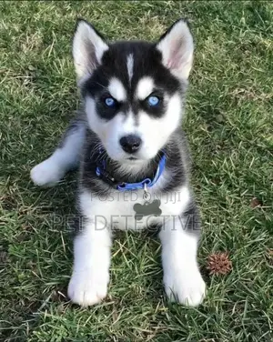 Photo - 1-3 months Male Purebred Siberian Husky