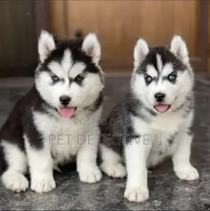 Photo - 1-3 months Male Purebred Siberian Husky