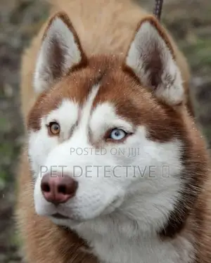 Photo - 1-3 months Male Purebred Siberian Husky