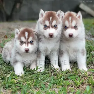 Photo - 1-3 months Male Purebred Siberian Husky