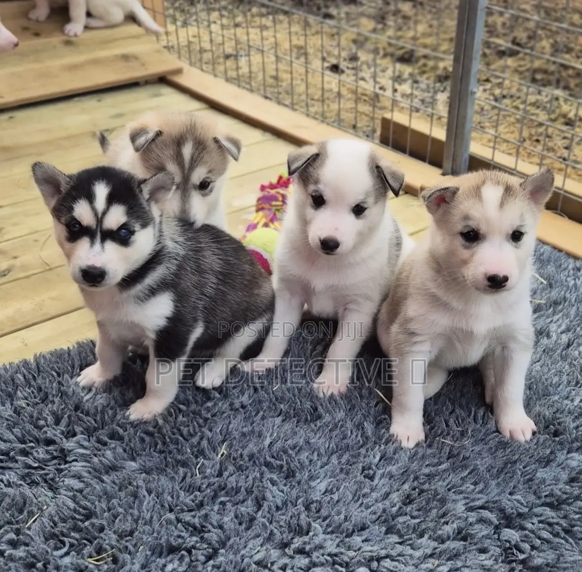 1-3 months Male Purebred Siberian Husky