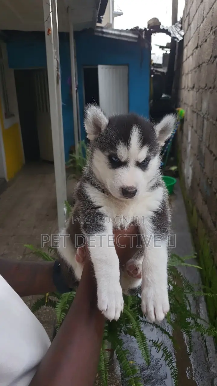 1-3 months Male Purebred Siberian Husky