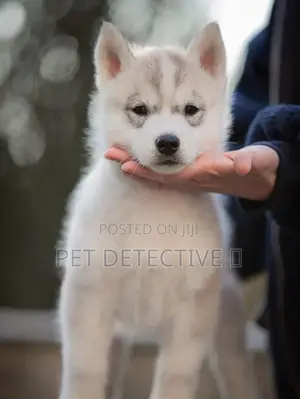 Photo - 1-3 months Male Purebred Siberian Husky