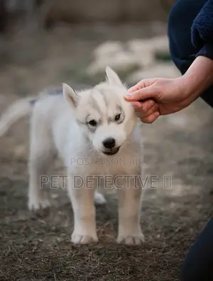 Photo - 1-3 months Male Purebred Siberian Husky