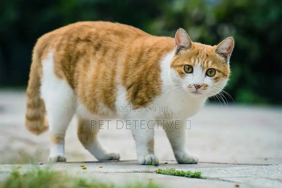 1-3 months Male Purebred British Shorthair