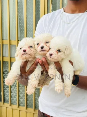 1-3 months Male Purebred Maltese