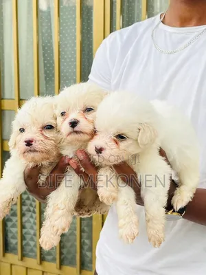 Photo - 1-3 months Male Purebred Maltese