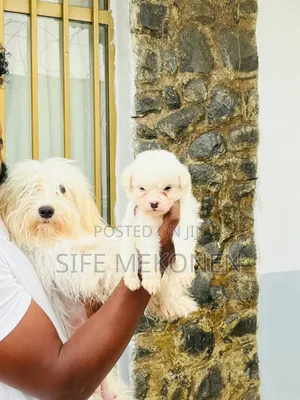 1-3 months Male Purebred Maltese