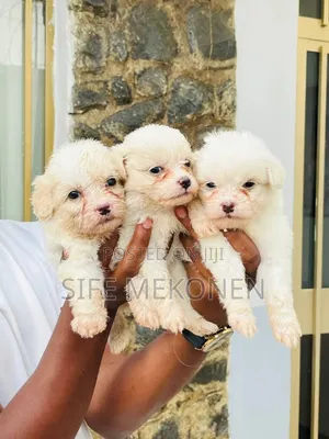 Photo - 1-3 months Male Purebred Maltese