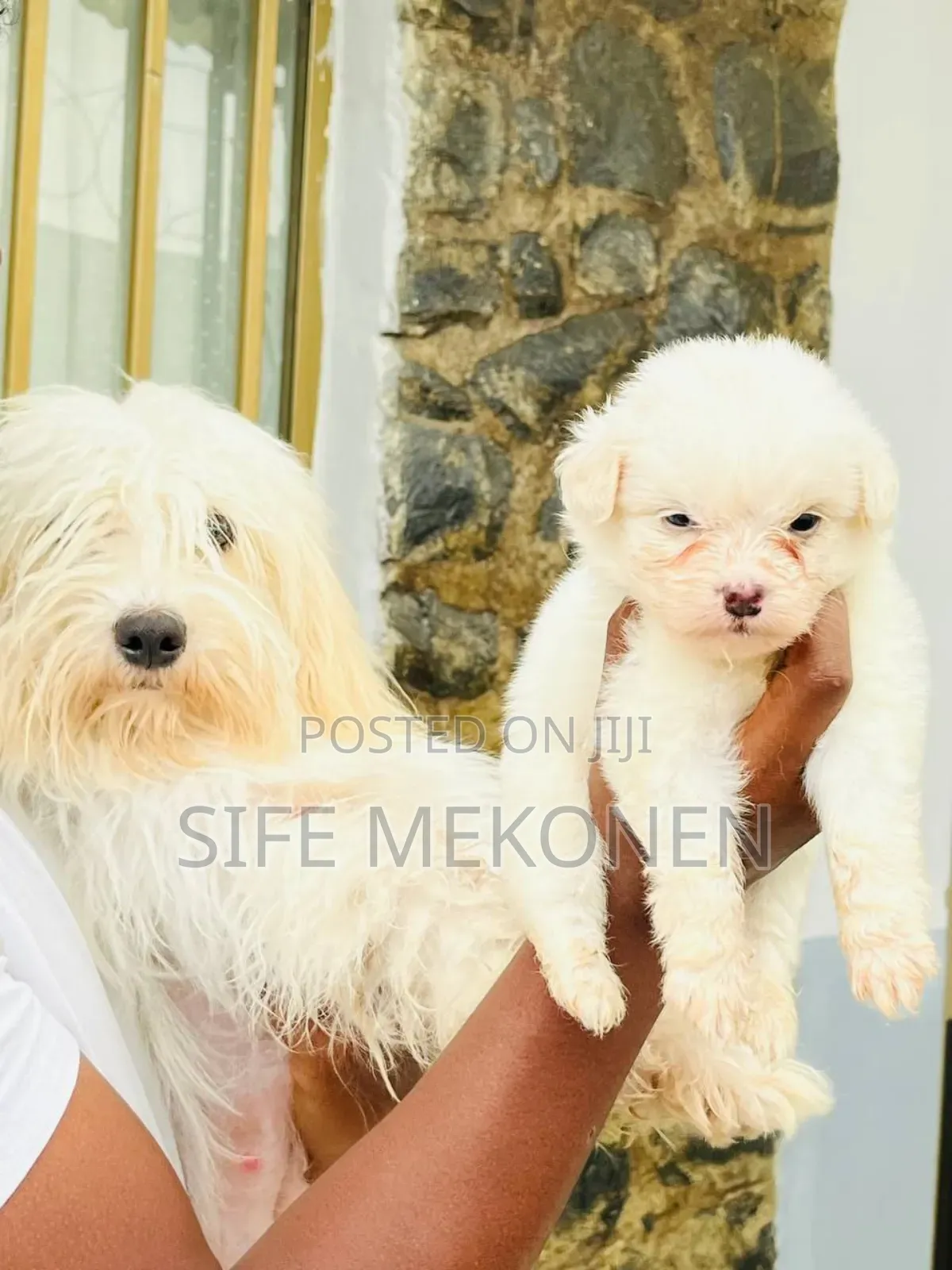 1-3 months Male Purebred Maltese