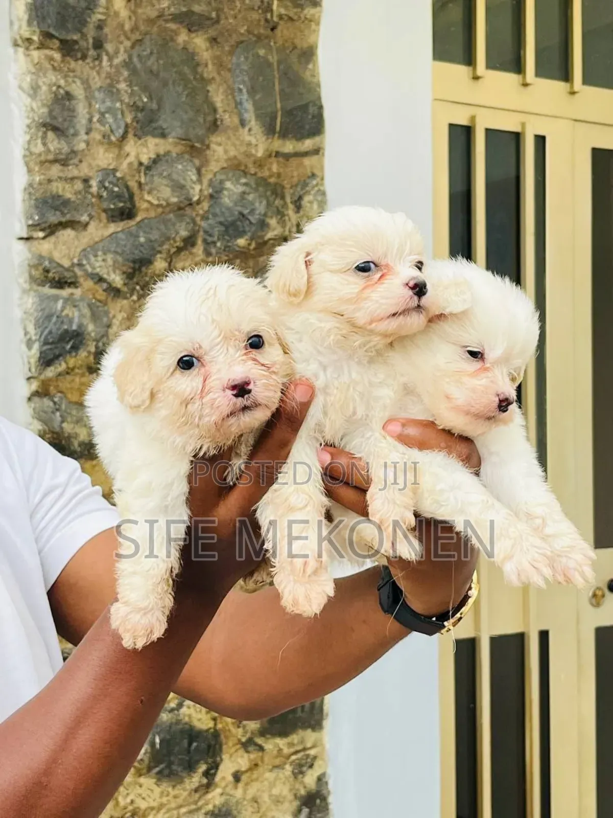 1-3 months Male Purebred Maltese