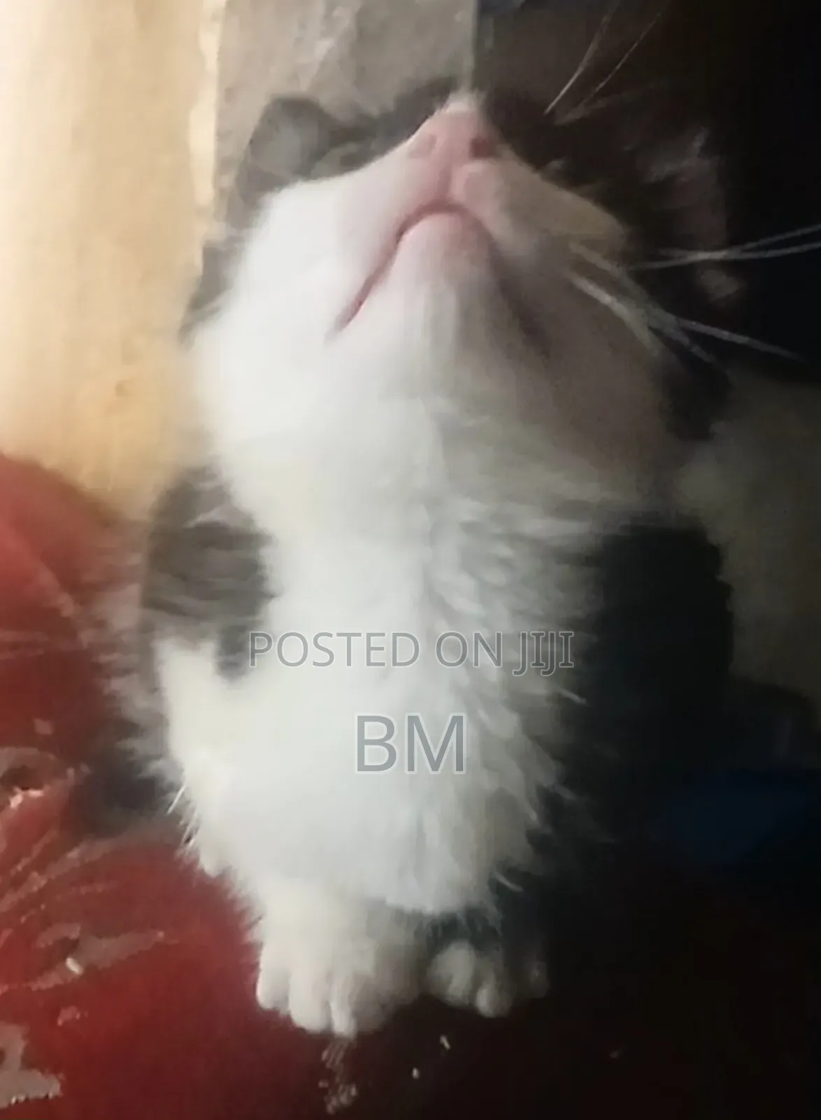 0-1 month Male Mixed Breed Abyssinian