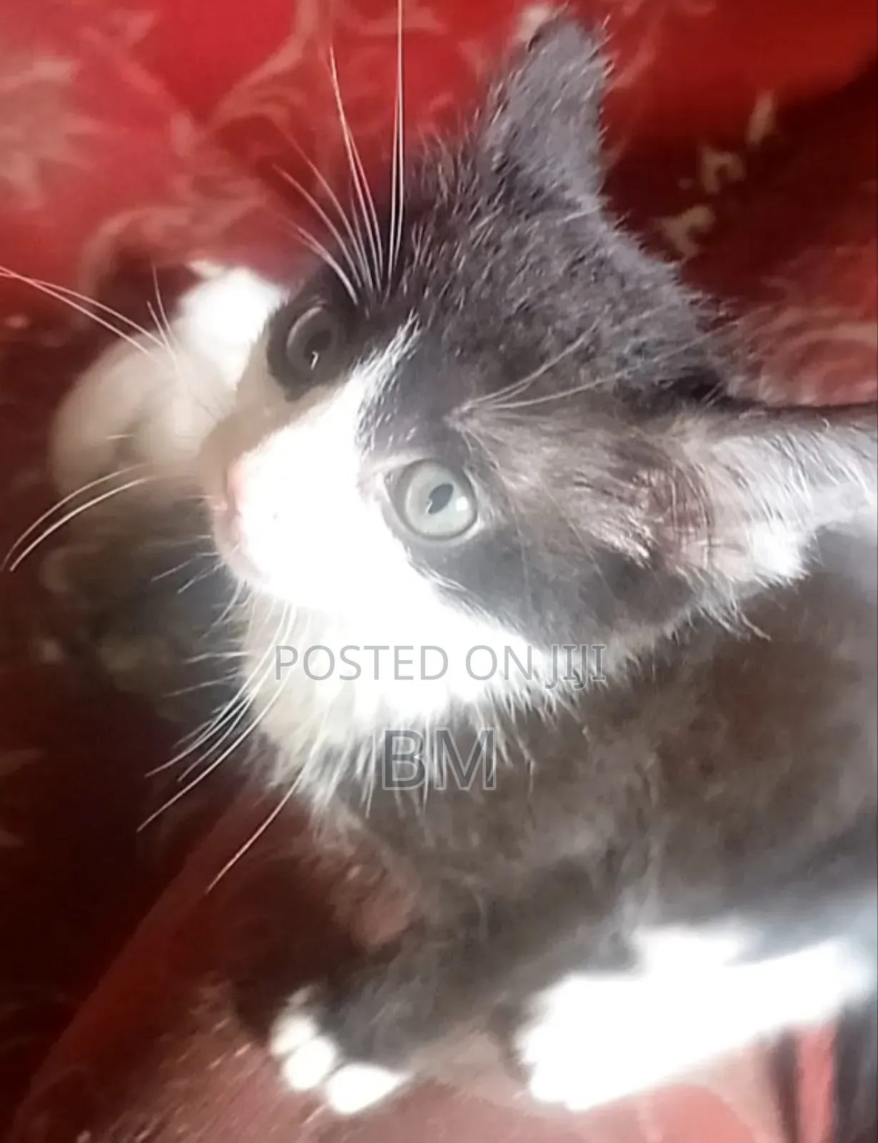 0-1 month Male Mixed Breed Abyssinian