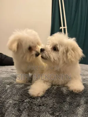1-3 months Male Purebred Maltese
