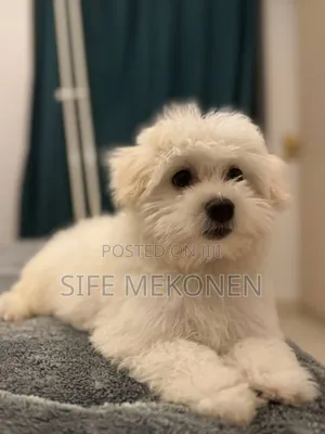 Photo - 1-3 months Male Purebred Maltese