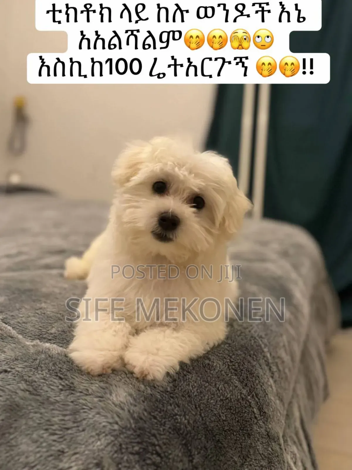 1-3 months Male Purebred Maltese