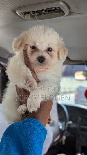 Photo - 1-3 months Male Purebred Maltese