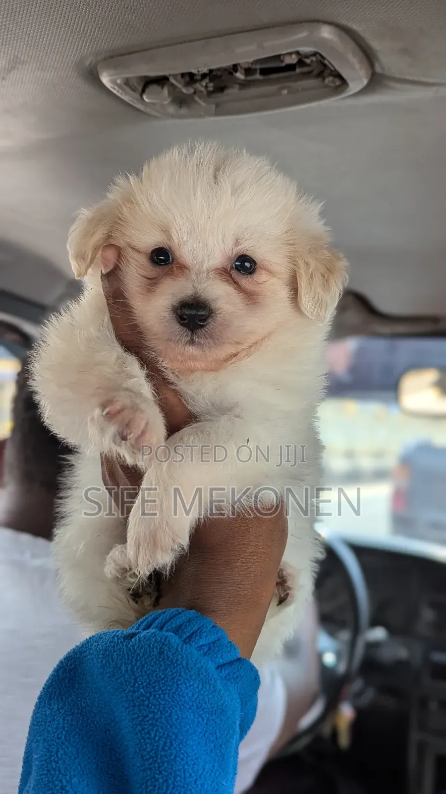 1-3 months Male Purebred Maltese