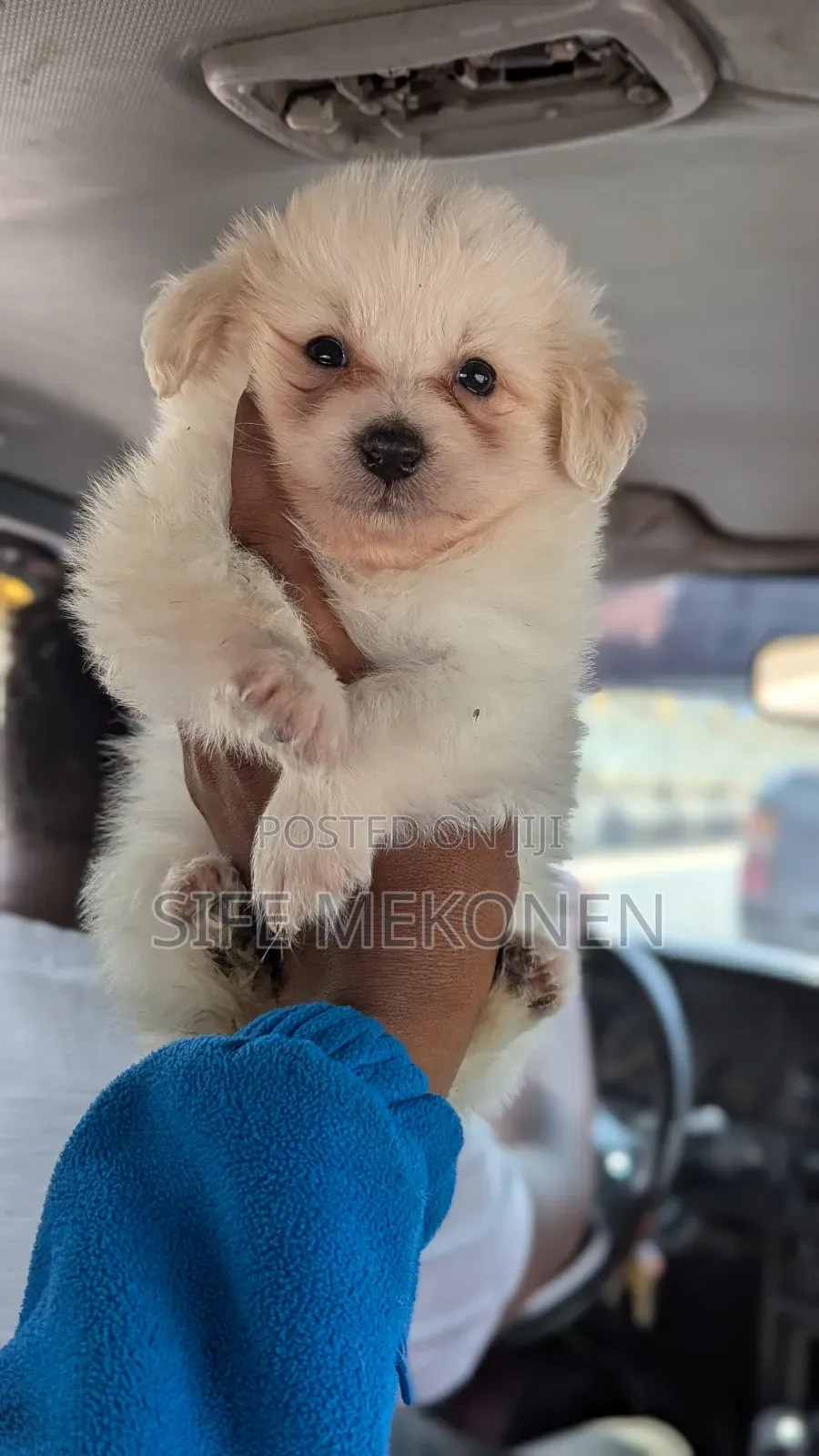 1-3 months Male Purebred Maltese