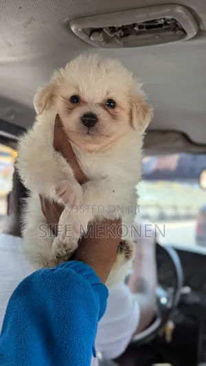 1-3 months Male Purebred Maltese