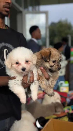 Photo - 1-3 months Male Purebred Maltese