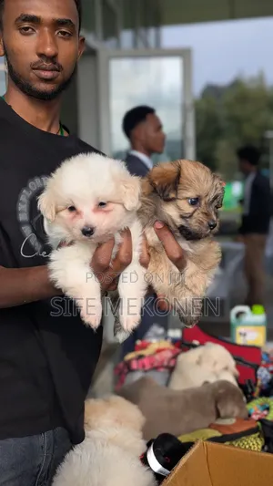 1-3 months Male Purebred Maltese