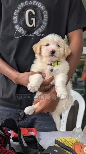 Photo - 1-3 months Male Purebred Maltese