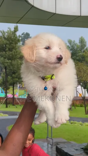 1-3 months Male Purebred Maltese