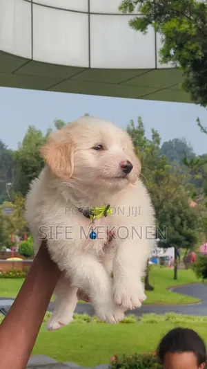 1-3 months Male Purebred Maltese