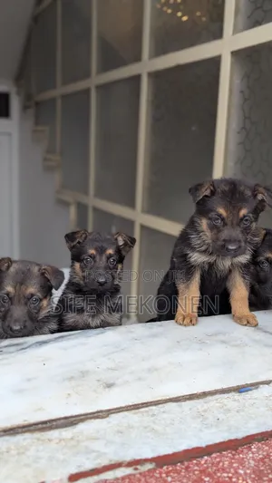 Photo - 1-3 months Male Purebred German Shepherd