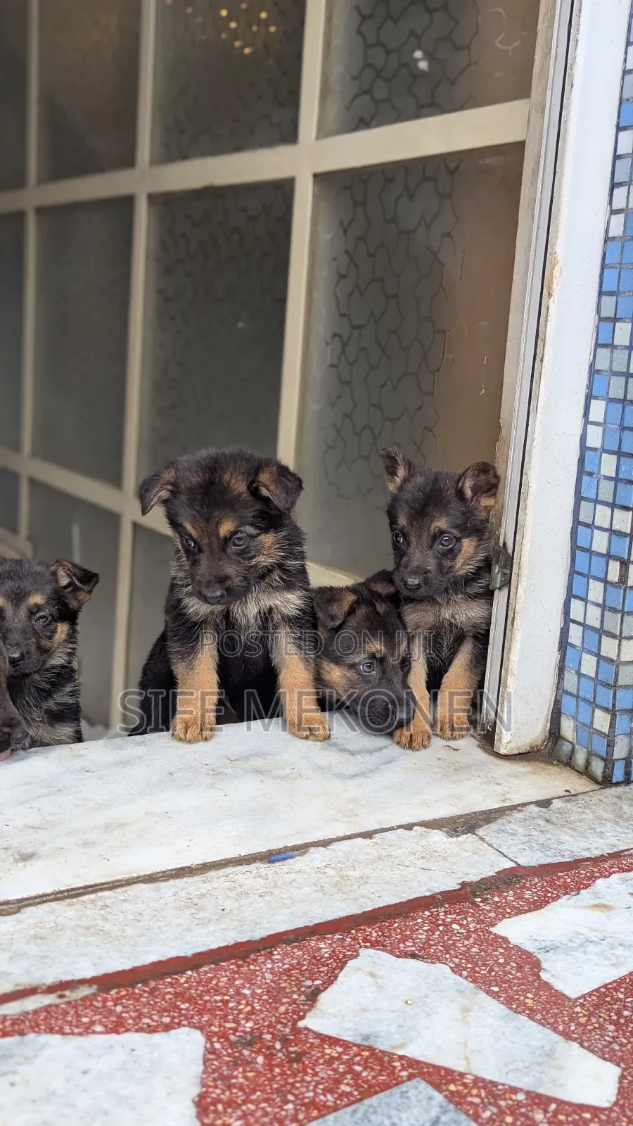 1-3 months Male Purebred German Shepherd