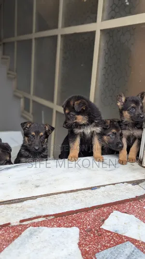 1-3 months Male Purebred German Shepherd