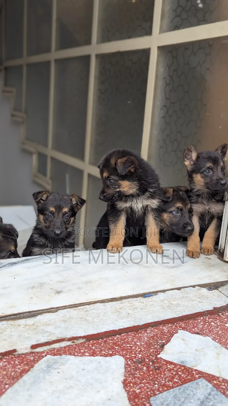 1-3 months Male Purebred German Shepherd