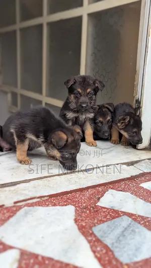 1-3 months Male Purebred German Shepherd