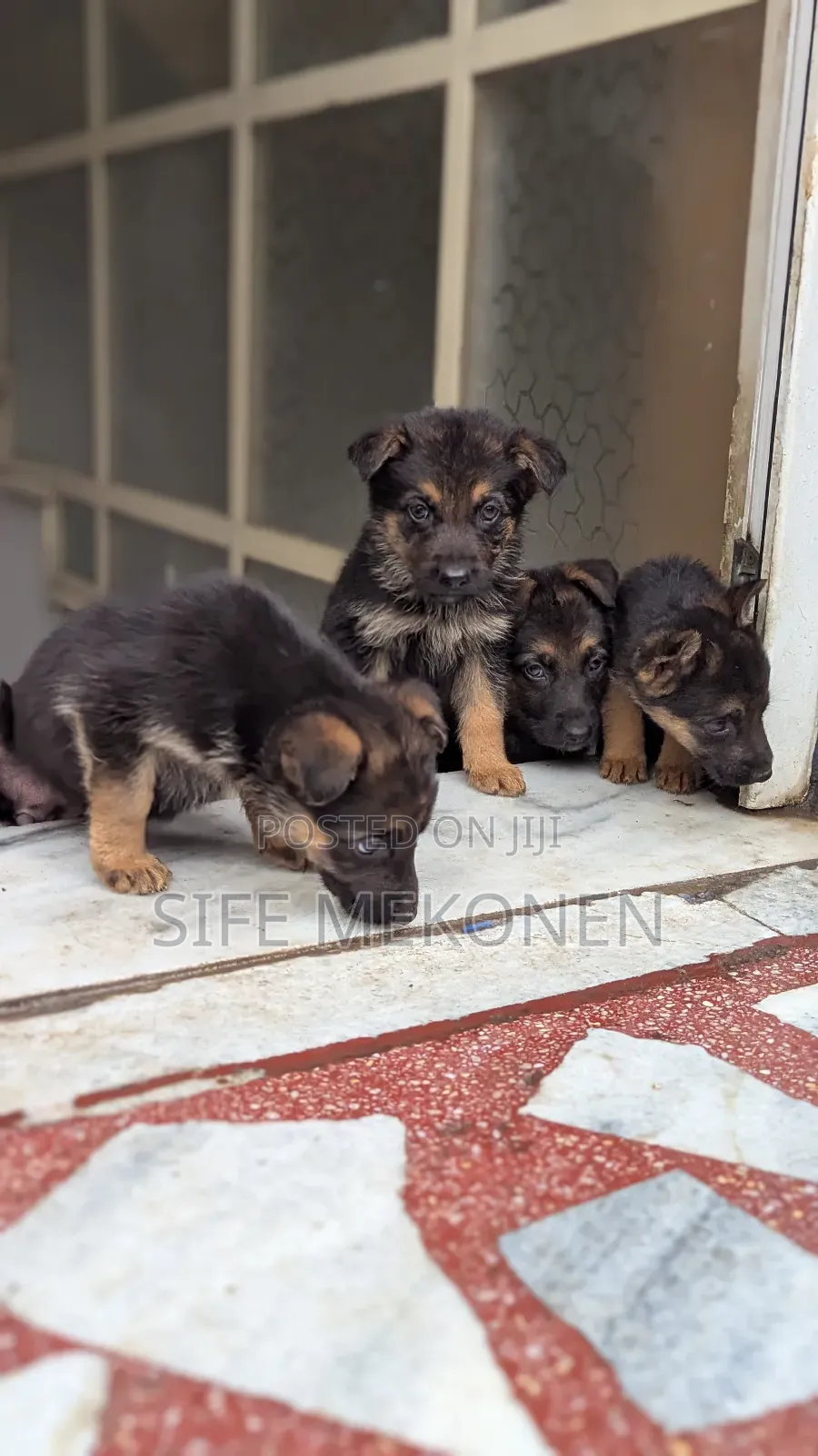 1-3 months Male Purebred German Shepherd