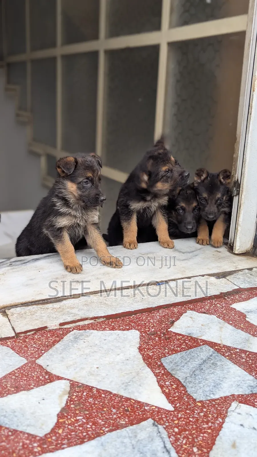 1-3 months Male Purebred German Shepherd