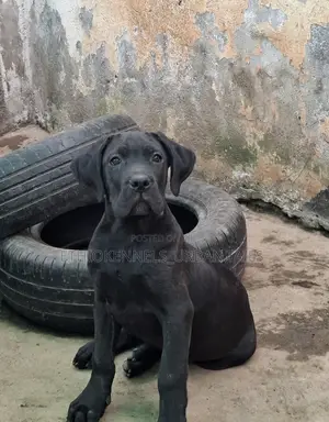 1-3 months Male Purebred Mastiff